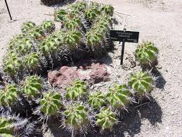 F robustus