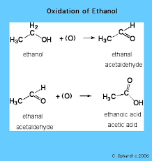 Eventually, the acetaldehyde