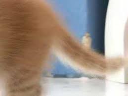短足の画像5