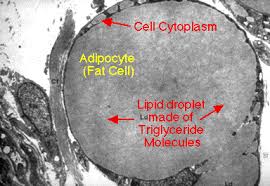 in an adipocyte (fat cell) - via Daymix