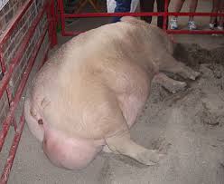 Sorry Angus