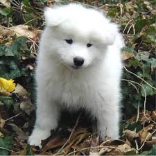   Samoyeds  