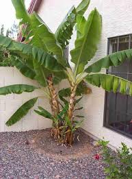   Banana   Enano Gigante