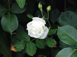 Unknown White Rose