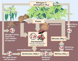      Fixation and the  Nitrogen Cycle  