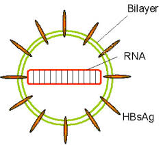 http://www.stanford.edu/group/virus/hepadna/2005/hepatitis%2520delta%2520agent.jpg