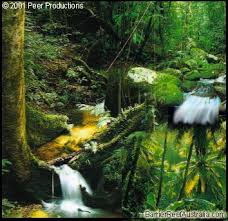 Rainforest - via Daymix