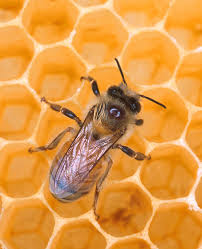 The Worker Bees - via Daymix