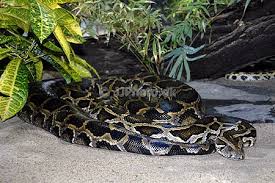 Python molurus bivittatus - via Daymix