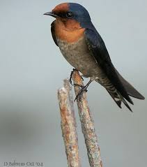 Pacific Swallow (Hirundo