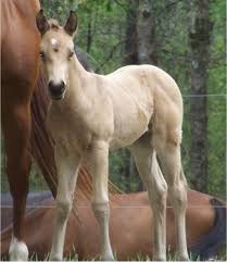MY FAVORITE HORSE BREEDS