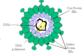 http://www.hon.ch/Library/Theme/HepB/hbvirus.GIF