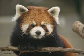   Endangered Animal   List