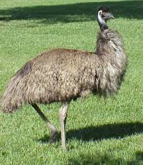 Did you know that an emu's