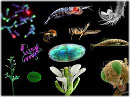 Department of Biology