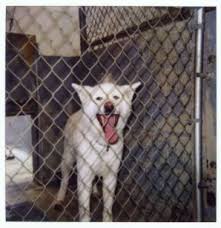 Shocked to learn that  Akitas   can be    