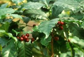 Coffea - via Daymix