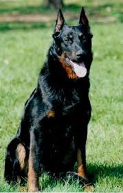  x26quot  Beauceron  