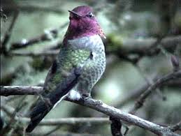 Anna x26s Hummingbird