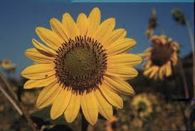 In sunflowers, the flowers