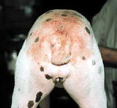 Dog Allergies Treatments - via Daymix