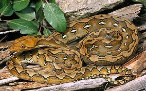 Reticulated Python - via Daymix