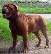   Dogue   de Bordeaux