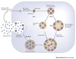 Immunology of Chlamydia - via Daymix