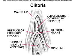 Clitoris