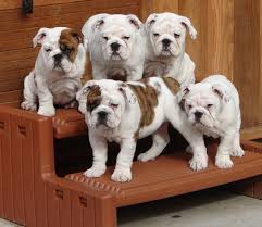 Bulldog  Puppies  