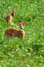 damage their agricultural crops