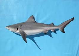   bull shark Bull shark  