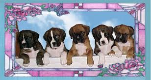   Boxer puppies   at the door