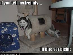      cute  puppy   pictures
