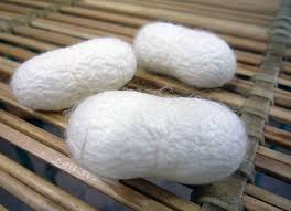 小石丸』の「まゆ玉」を通常