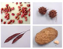 All About Seeds - via Daymix