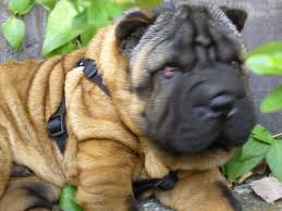 Black  shar pei   pup