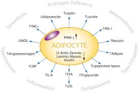 The adipocyte as the 'Axis of - via Daymix