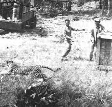      for a leopard in  Thailand    b   