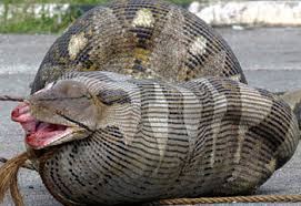 Burmese python after it - via Daymix