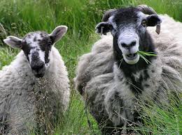 This makes sheep - via Daymix