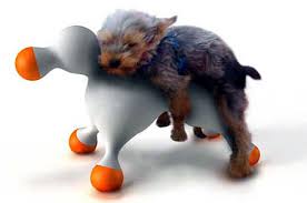 Is your  dog   in heat and  humping      