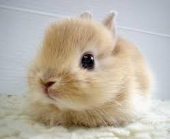 have bunnies for that?”