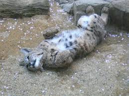 こっちが正常位で