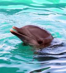bahama-vacation-dolphin - via Daymix