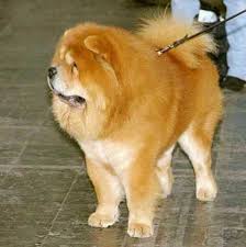   Chow Chow   Dog
