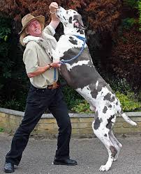 Great Dane