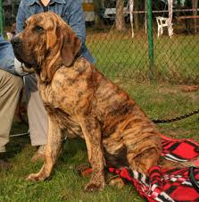   Fila   Brasileiro is the active    