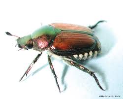 Adult Japanese beetles