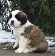   St Bernard Puppy  